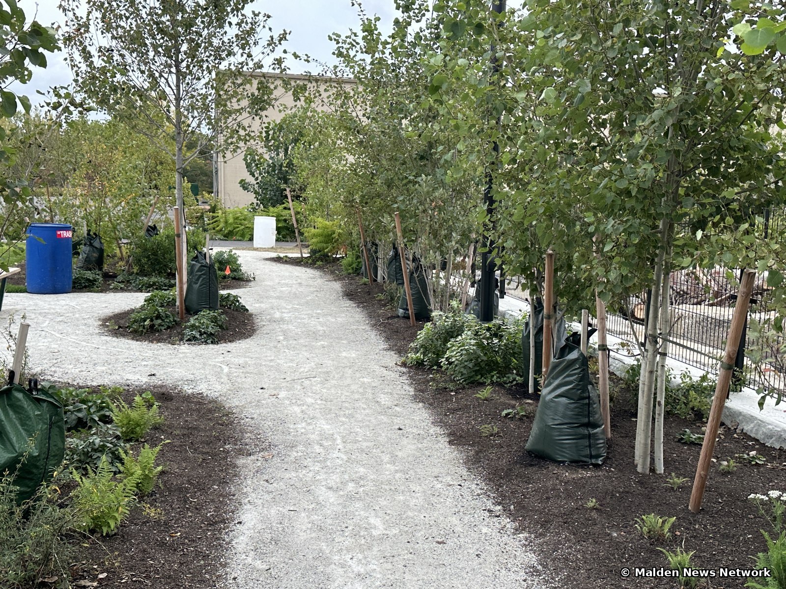A gravel path winding through densely planted young trees, most with stakes and green bags at their bases.