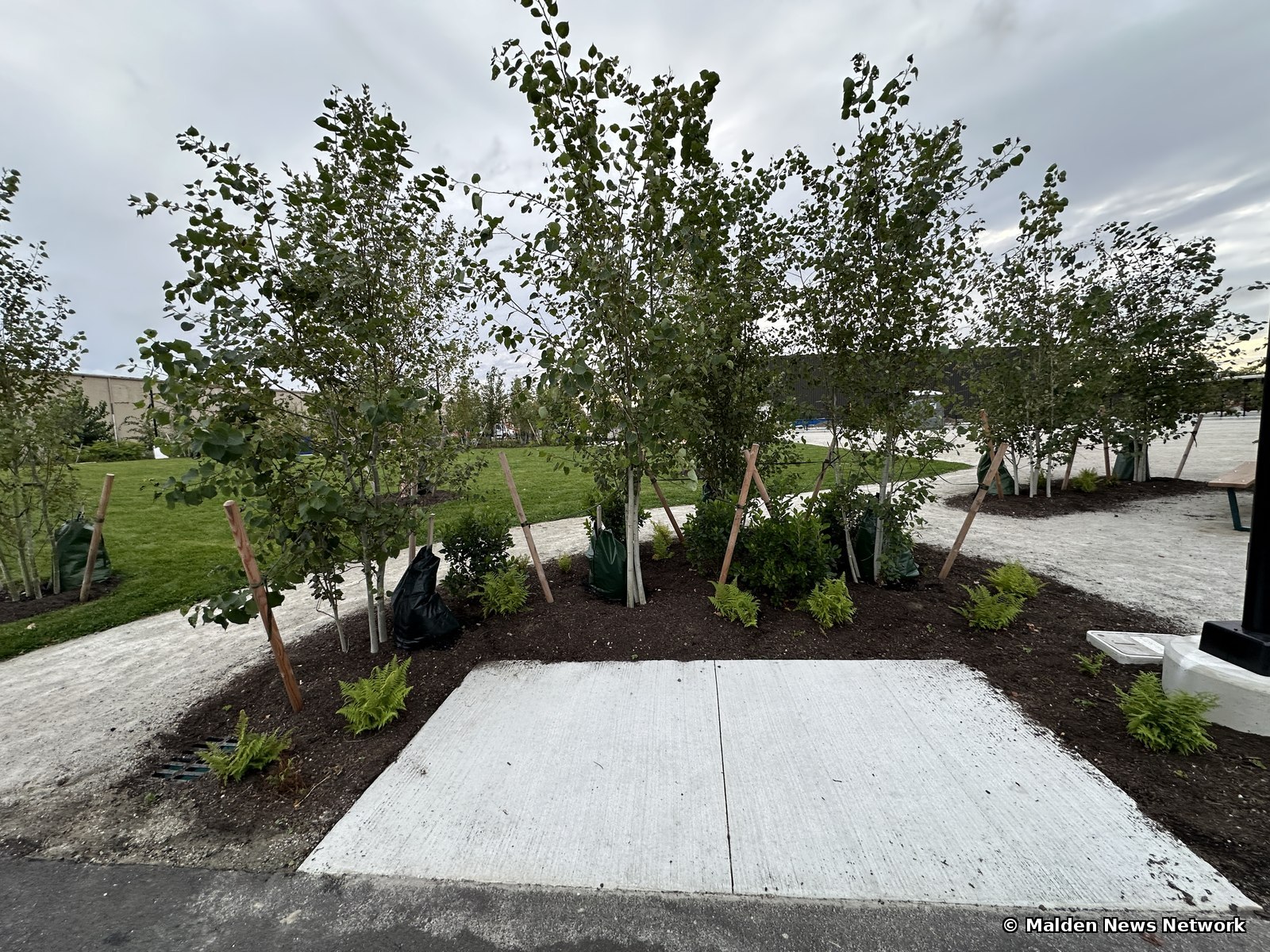 A cluster of staked young birch trees ringed by mulch and ferns beside a new concrete pad.