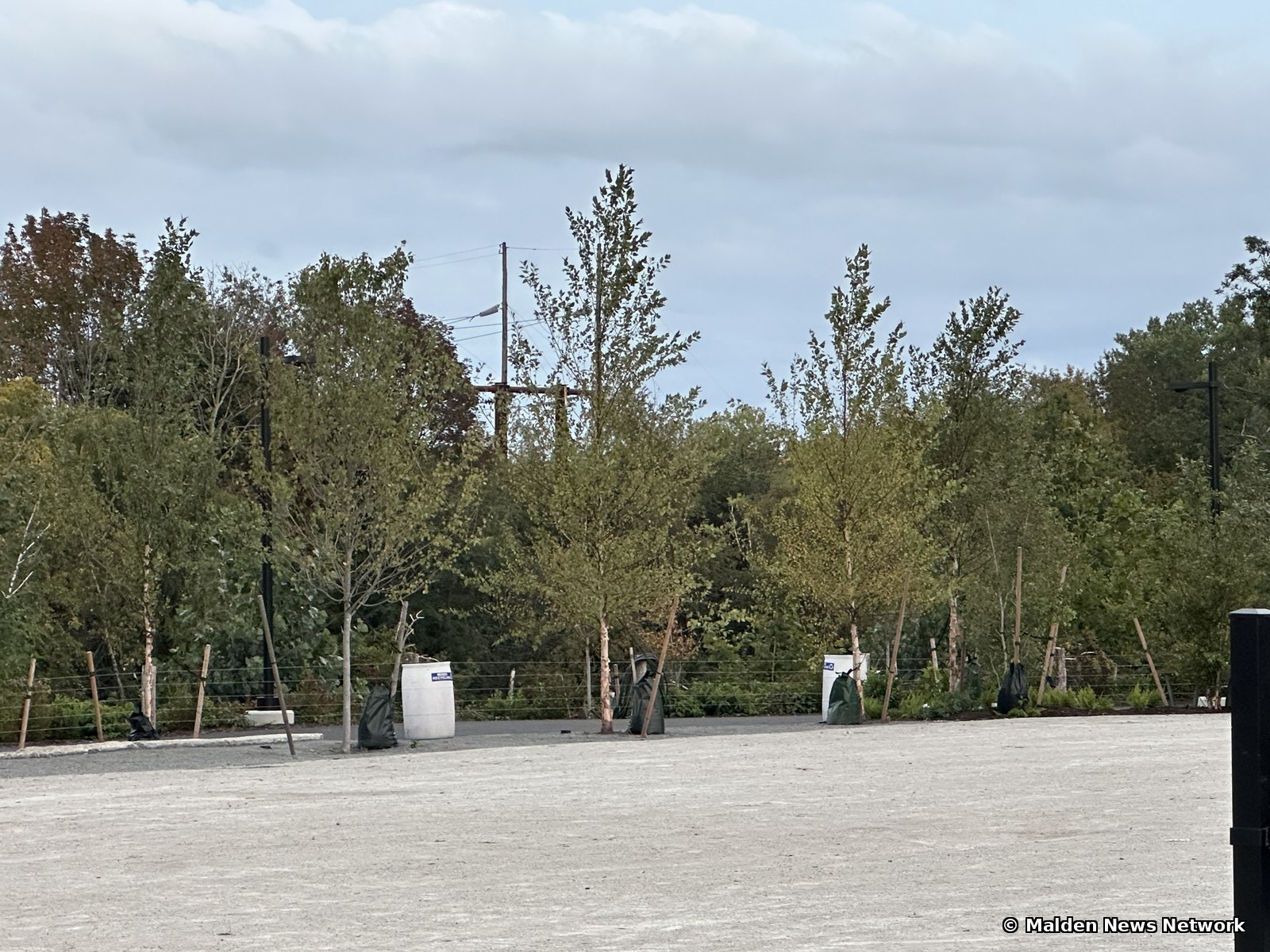 A dense row of young staked trees at the edge of a large sandy gravel area, with utility poles behind them.
