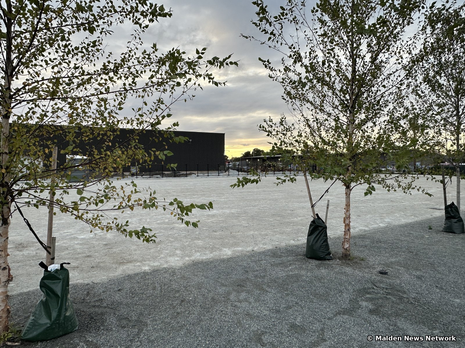 Young birch trees with watering bags at the edge of a large pale gravel area near sunset, with a dark industrial building behind.