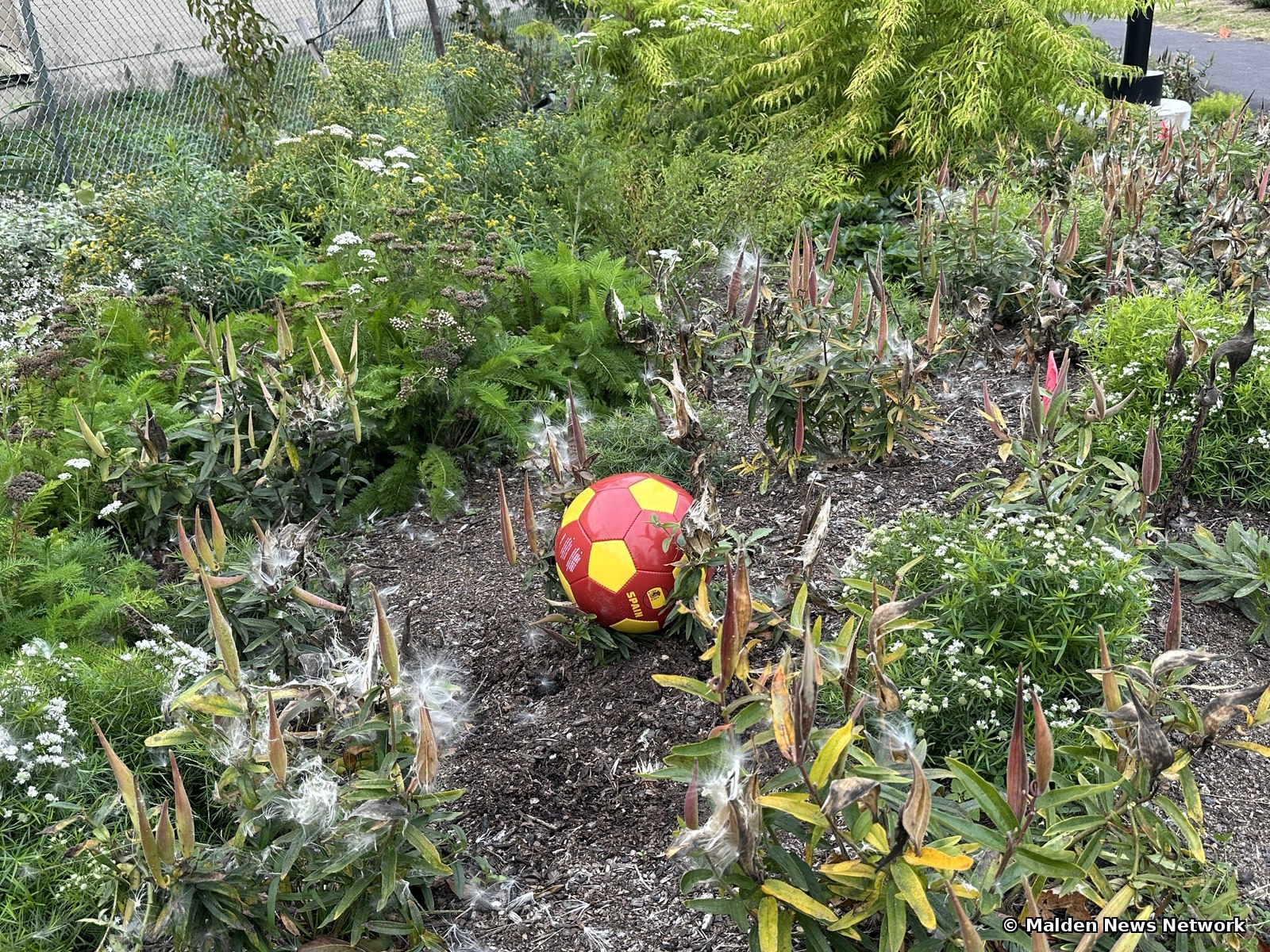A red and yellow soccer ball resting in a planting bed among milkweed pods and wildflowers.