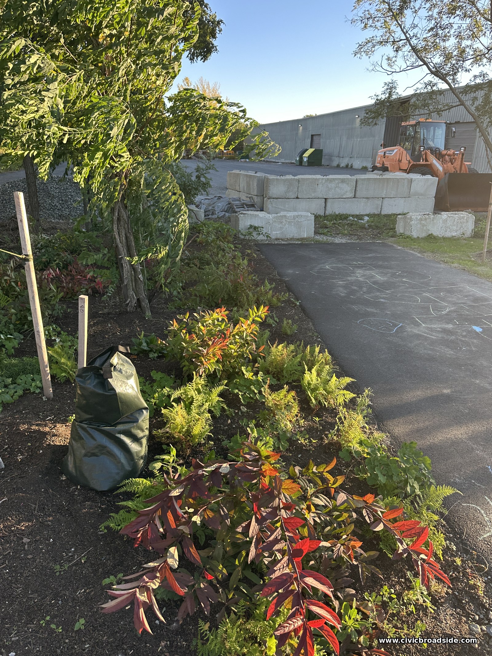 Red-leaved shrubs and ferns beside the same asphalt path, with a green watering bag at the base of a staked young tree