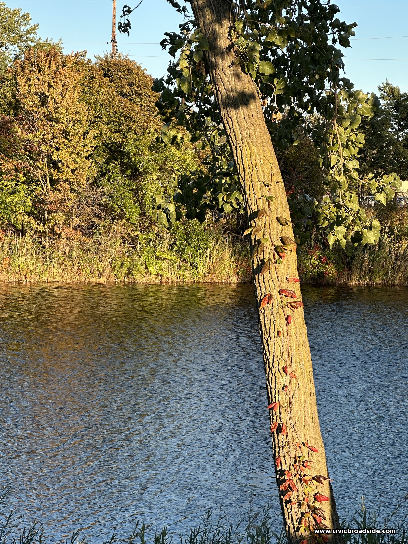 A tree leaning out over the river, its trunk wrapped in vines with red leaves